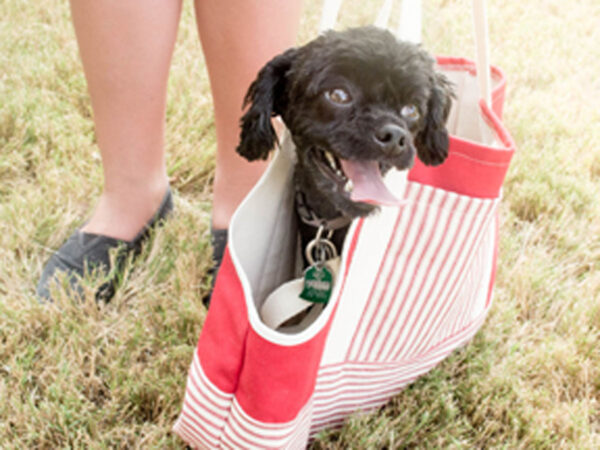 red striped dog carrier cover